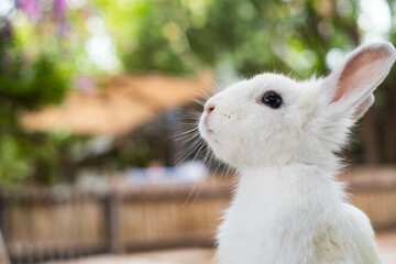 A serene white rabbit gazes upward, surrounded by a soft, blurred background of greenery and light.