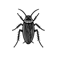 American Cockroaches - Order Blattodea