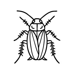 American Cockroaches - Order Blattodea