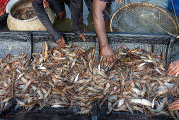Harvest of Fresh Fish and Prawn A Bountiful Catch