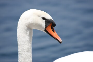 Majestic swan portrait over blue water