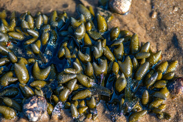 Algae and Seaweeds by the Coastline