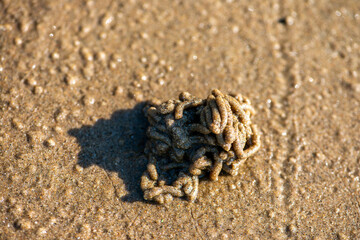 Polychaeta Castings by the Coast