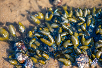 Algae and Seaweeds by the Coastline