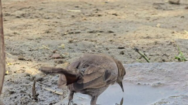 Indian Robbin Bird