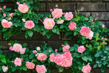 壁をつたうピンク色のバラ1