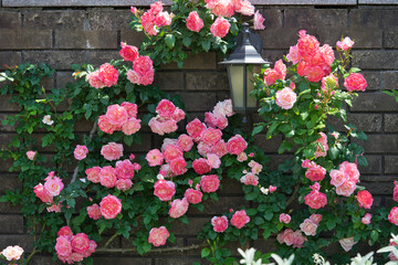 壁をつたうピンク色のバラ3
