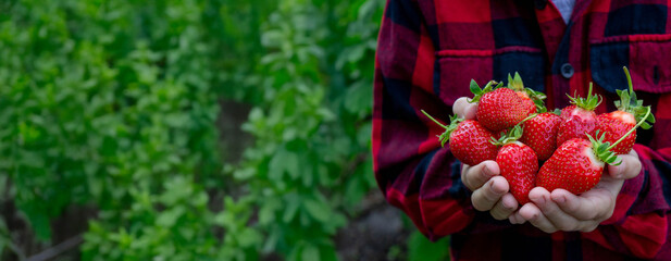Boy holding fresh strawberries in the garden. Selective focus