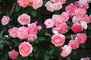 壁をつたうピンク色のバラ2