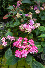 Beautiful lacecap hydrangea flowers blooming in the garden in early summer.