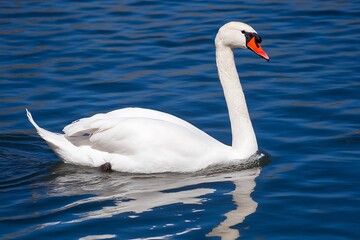 Fototapeta premium Elegant swan gracefully gliding in blue water