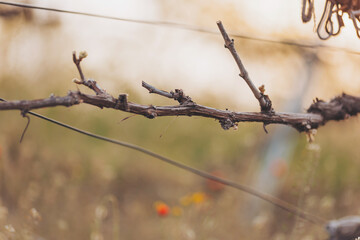 Visitors wander through a vineyard during sunset, admiring the gnarled grapevines and rich hues of...