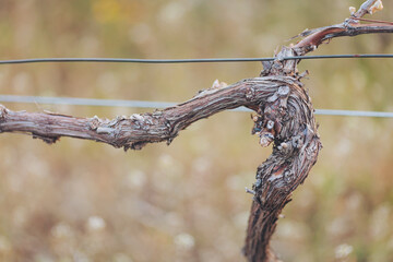 Intricate twists of a gnarled vine in late autumn reveal the beauty of nature's artistry in a...
