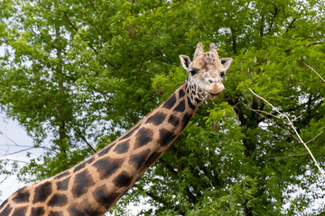 Portrait of a giraffe with a long neck standing in front of green trees. The animal looks directly at the camera. Captured in a summer zoo setting.