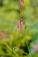 Columbine  red flower bud - Latin name - Aquilegia hybrida