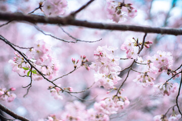 Obraz premium ピンクの桜