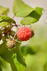 European red raspberry fruit - Latin name - Rubus idaeus
