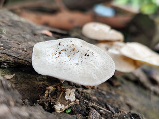 Lentinus tigrinus grows on dry trees. Lentinus tigrinus is a fungus in the Polyporaceae family.	