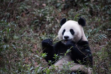 Fototapeta premium Panda enjoying bamboo in forest setting