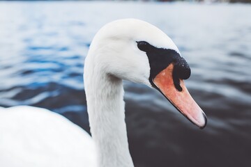 Elegant swan portrait at waters edge