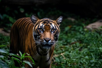 Tiger in the Jungle Stares Intently