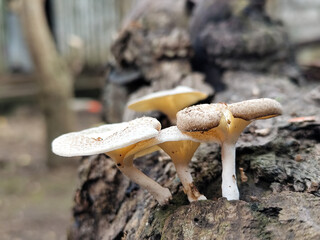 Lentinus tigrinus grows on dry trees. Lentinus tigrinus is a fungus in the Polyporaceae family.	