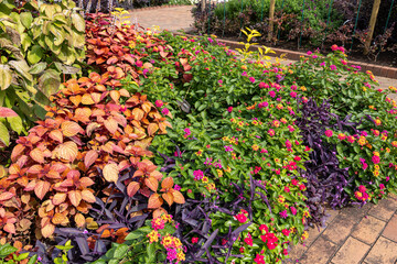 Lantana flowers blooming in abundance in the garden.