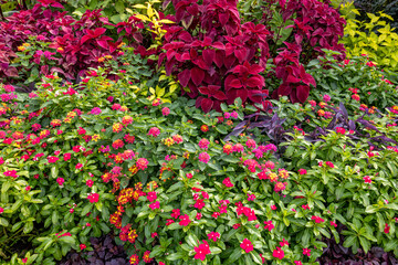 Lantana flowers blooming in abundance in the garden.