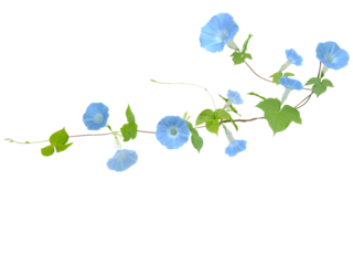 Close-up of pastel blue morning glory blooming on growing vine isolated on transparent background png file.