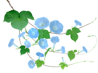 Close-up of many pastel blue morning glory flowers blooming on growing vines isolated on transparent background png file.