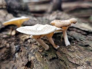 Lentinus tigrinus grows on dry trees. Lentinus tigrinus is a fungus in the Polyporaceae family.	