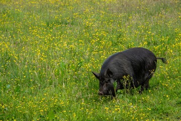 large back pig walkingt hrough a field of bright yellow buttercups wildfllowers