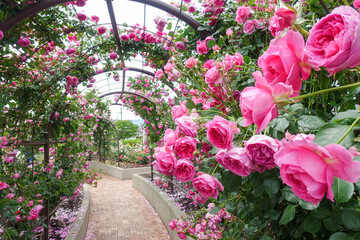 薔薇に囲まれたアーチ（岐阜県揖斐郡大野町バラ公園）