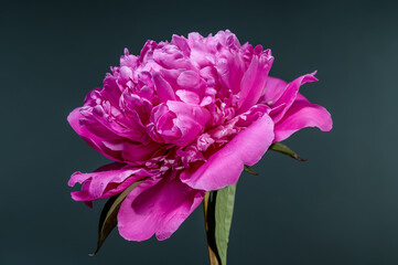 Vivid Pink Peony Blossom Against Dark Teal Background with Water Droplets