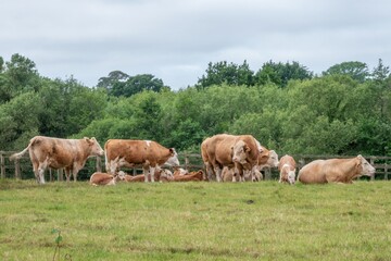 herd of brown and white cows with calves