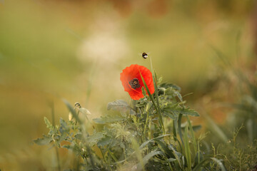Mohn mit Hummel