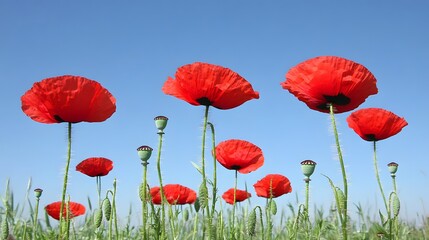 Obraz premium Vibrant Red Poppies Blooming in Summer Field