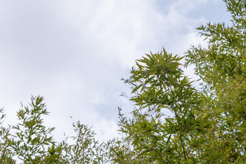 Fototapeta premium Looking up at bamboo leaves against the clear sky.