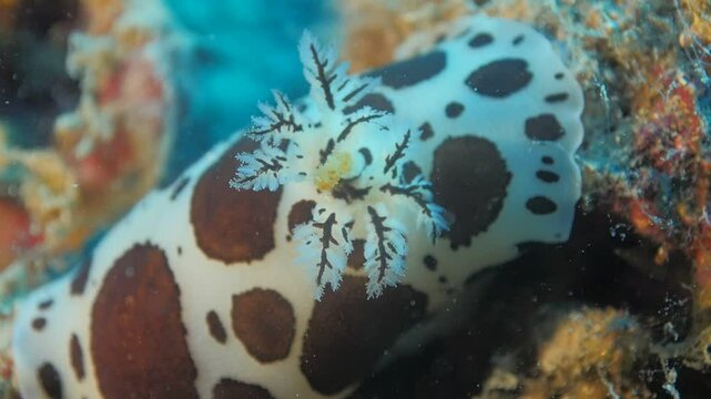 peltodoris atromaculata nudibranch underwater leopard slug