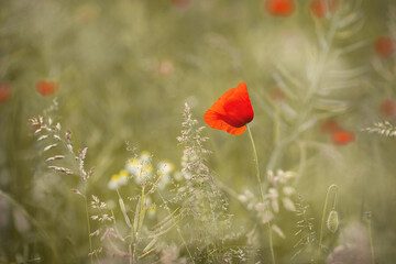 Mohn, Einzelblume