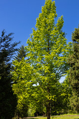 Obraz premium The fresh green of metasequoia is like a yellow-green tower.