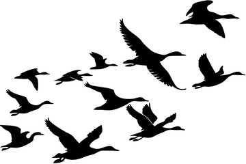 Obraz premium flying geese silhouette collection isolated on white background.