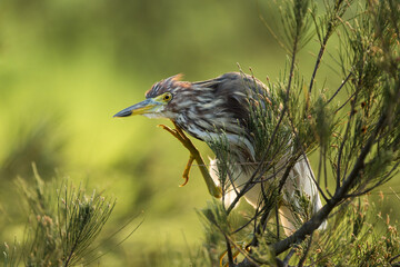 Night Heron Perched Among Dense Wetland Vegetation