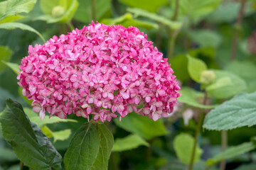 Ballhortensie 'Ruby Annabelle'