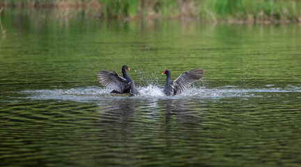 Two Moorhens Engaged in Territorial Display or Combat with Wings Spread and Water Splashing
