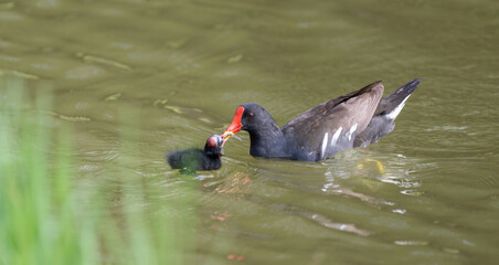 Adult Moorhen Feeding Young Chick in Natural Wetland Environment