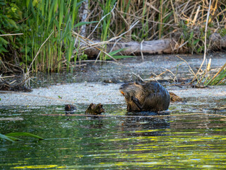 Nutria