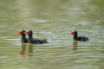 Juvenile Moorhen Chicks Swimming in Natural Wetland Habitat