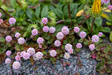Ball-shaped pink head knotweed flowers blooming in the spring sun.