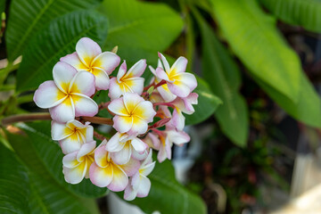 Plumeria flowers are a tropical plant with a very pleasant scent.